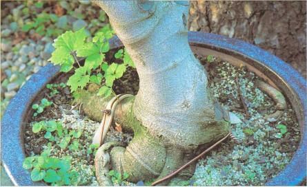 �� �� ��� - ������. ������� �����