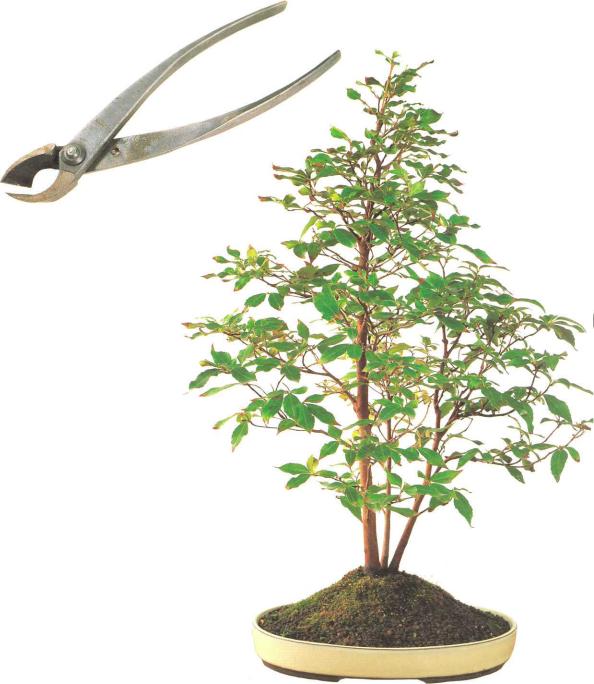 �� �� ��� - ������. ������� �����