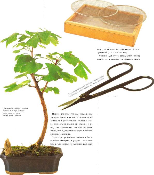 �� �� ��� - ������. ������� �����