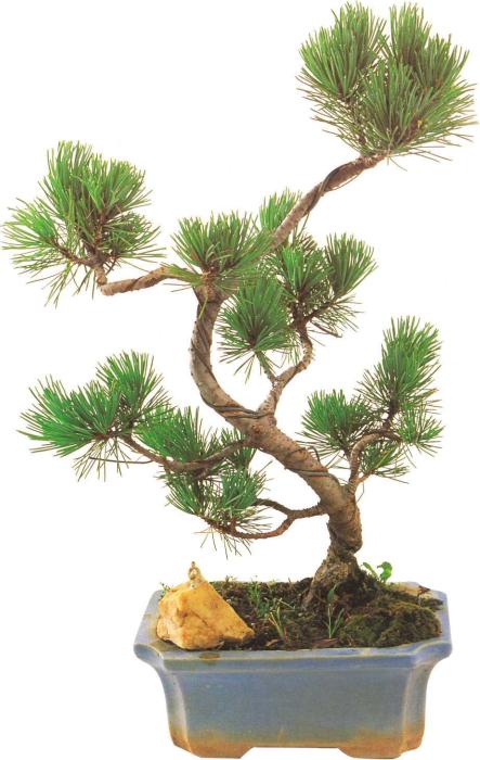 �� �� ��� - ������. ������� �����