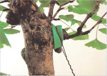 �� �� ��� - ������. ������� �����