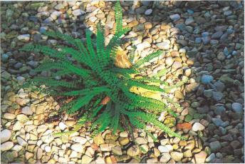 �� �� ��� - ������. ������� �����