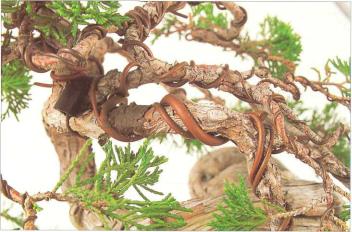 �� �� ��� - ������. ������� �����