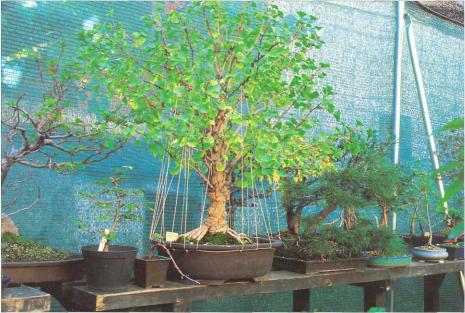 �� �� ��� - ������. ������� �����