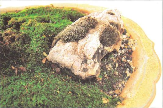 �� �� ��� - ������. ������� �����