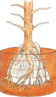 �� �� ��� - ������. ������� �����