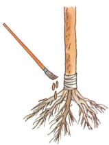 �� �� ��� - ������. ������� �����