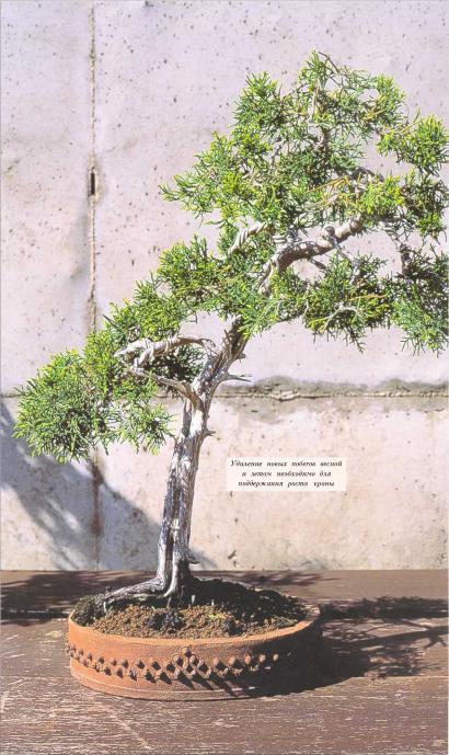 �� �� ��� - ������. ������� �����