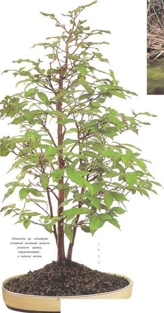 �� �� ��� - ������. ������� �����