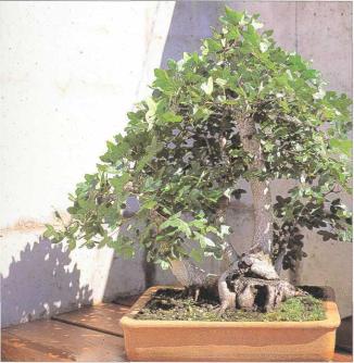 �� �� ��� - ������. ������� �����