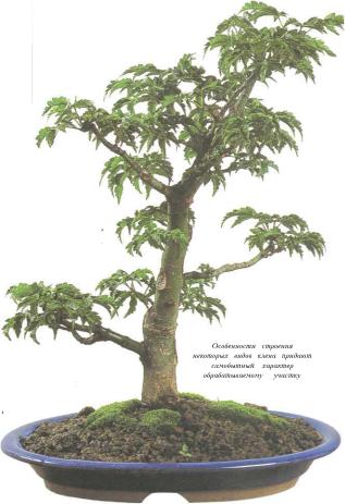 �� �� ��� - ������. ������� �����