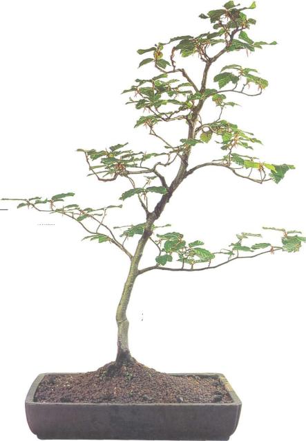 �� �� ��� - ������. ������� �����