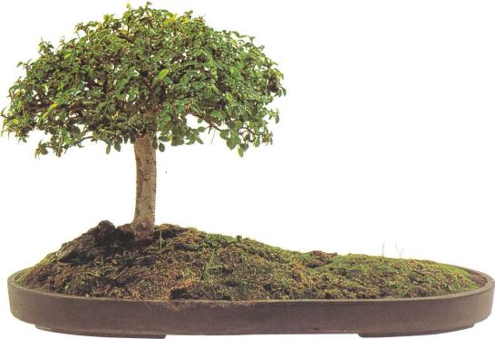 �� �� ��� - ������. ������� �����