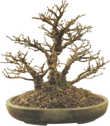 �� �� ��� - ������. ������� �����