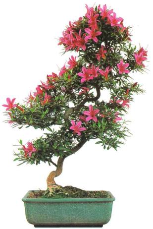 �� �� ��� - ������. ������� �����