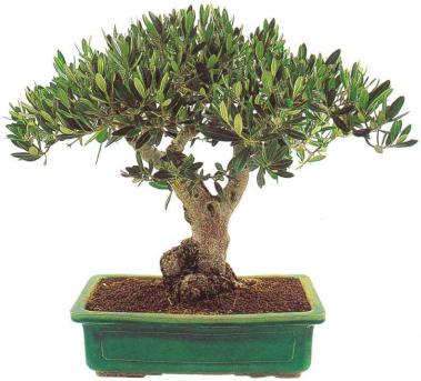 �� �� ��� - ������. ������� �����