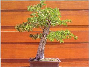 �� �� ��� - ������. ������� �����