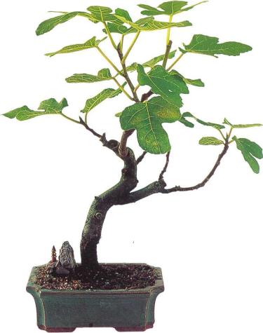 �� �� ��� - ������. ������� �����