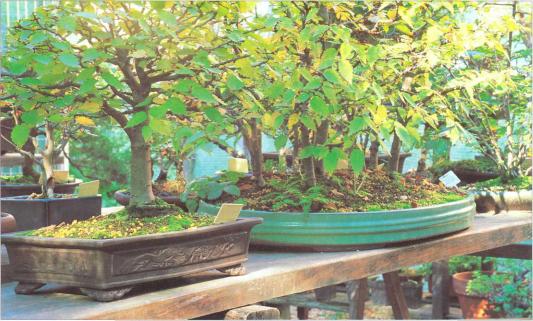 �� �� ��� - ������. ������� �����