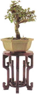 �� �� ��� - ������. ������� �����