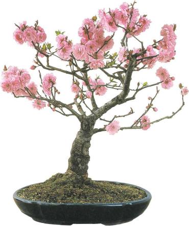 �� �� ��� - ������. ������� �����