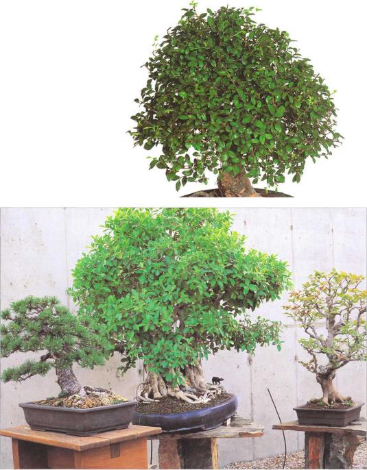 �� �� ��� - ������. ������� �����