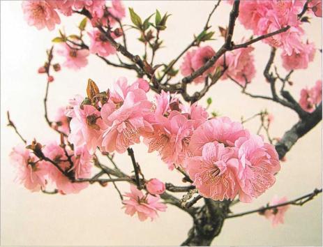 �� �� ��� - ������. ������� �����