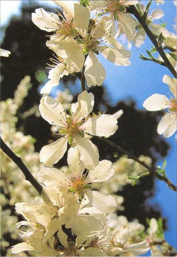 �� �� ��� - ������. ������� �����