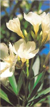 �� �� ��� - ������. ������� �����