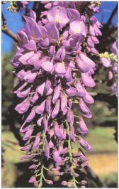 �� �� ��� - ������. ������� �����