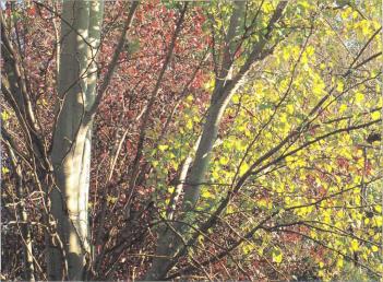 �� �� ��� - ������. ������� �����