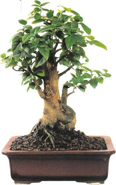 �� �� ��� - ������. ������� �����