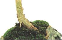 �� �� ��� - ������. ������� �����