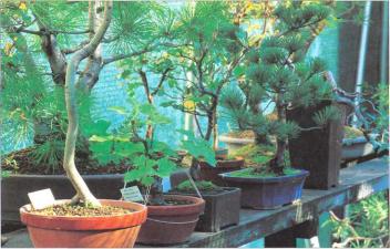 �� �� ��� - ������. ������� �����