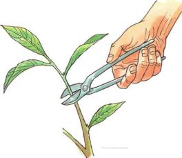 �� �� ��� - ������. ������� �����