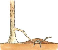 �� �� ��� - ������. ������� �����