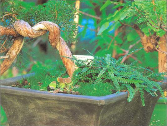 �� �� ��� - ������. ������� �����