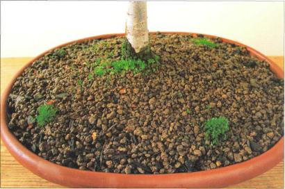 �� �� ��� - ������. ������� �����