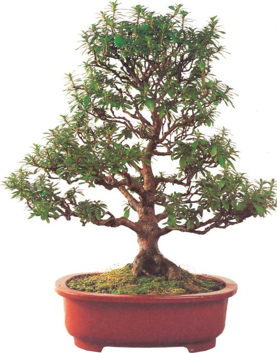 �� �� ��� - ������. ������� �����