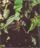 �� �� ��� - ������. ������� �����