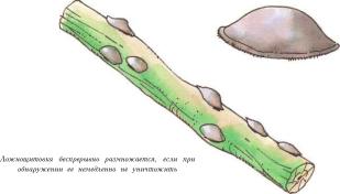 �� �� ��� - ������. ������� �����