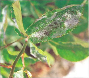 �� �� ��� - ������. ������� �����