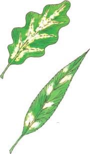 �� �� ��� - ������. ������� �����