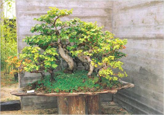 �� �� ��� - ������. ������� �����