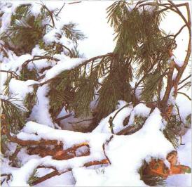 �� �� ��� - ������. ������� �����