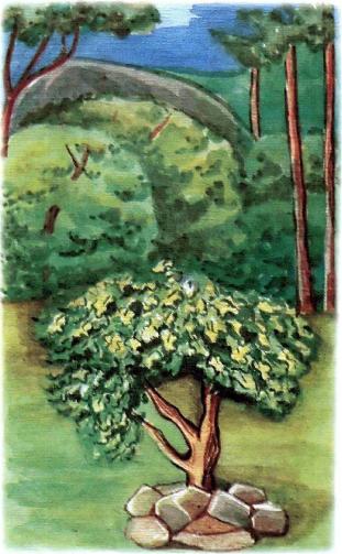 �������� - �������� ���