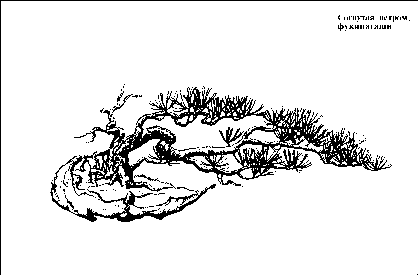 �������� �. - ������ �� �������� ����������� �����