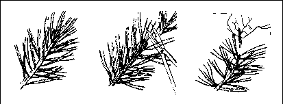 ������������ ������