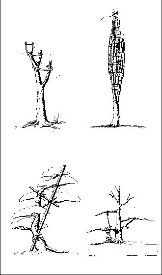 ������������ ������