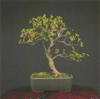 ���� ��������,�Acer monspessulanum